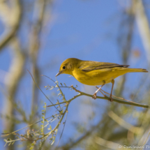 Yellow Warbler-04