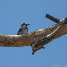 Acorn Woodpecker-01