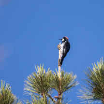 Acorn Woodpecker-Female-01