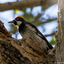 Acorn Woodpecker-Male-01
