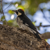 Acorn Woodpecker-Male-02