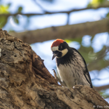 Acorn Woodpecker-Male-03