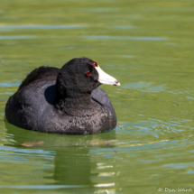 American Coot-01