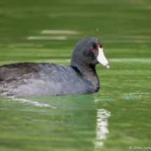 American Coot-02