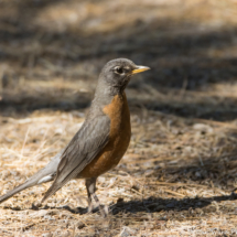 American Robin-02