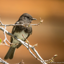 Black Phoebe-01