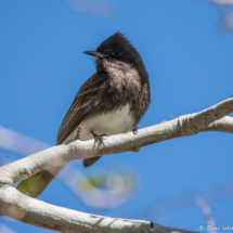 Black Phoebe-02