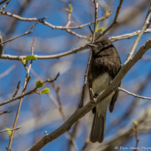 Black Phoebe-03