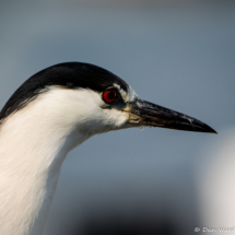 Black-crowned Night Heron-02