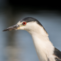 Black-crowned Night Heron-03