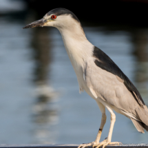 Black-crowned Night Heron-04