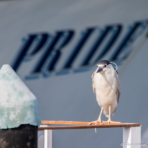 Black-crowned Night Heron-06