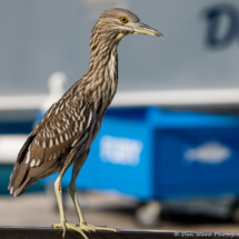 Black-crowned Night Heron-Juvenile-01