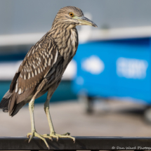 Black-crowned Night Heron-Juvenile-02