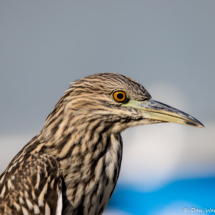 Black-crowned Night Heron-Juvenile-03