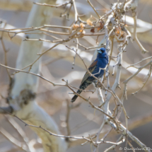 Blue Grosbeak-Male-01