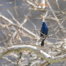 Blue Grosbeak-Male-02