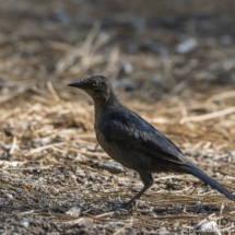 Brewers Blackbird-Female-01