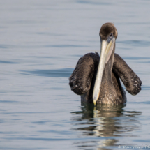 Brown Pelican-01
