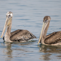 Brown Pelicans-01