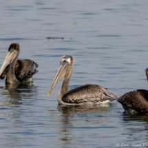 Brown Pelicans-02