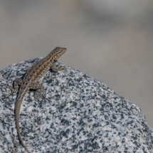 Common Side-blotched Lizard-01