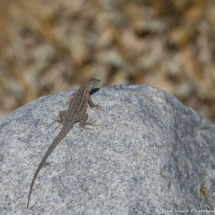 Common Side-blotched Lizard-02
