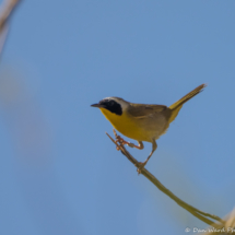 Common Yellowthroat-03