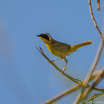 Common Yellowthroat-04