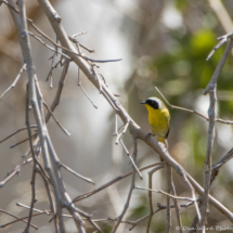 Common Yellowthroat-Male-02