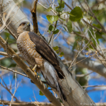 Cooper's Hawk-01