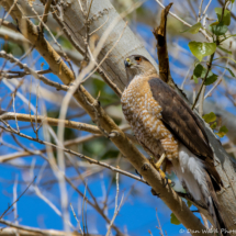 Cooper's Hawk-02