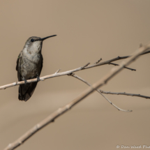 Costas Hummingbird-Female-01