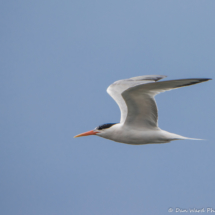Elegant Tern In Flight-01