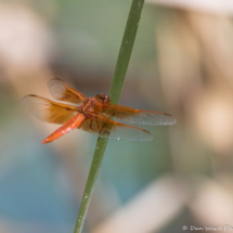 Flame Skimmer Dragonfly-01