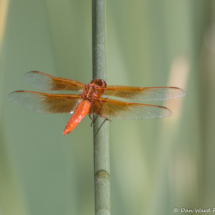 Flame Skimmer Dragonfly-02