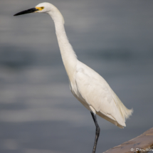 Great Egret-01