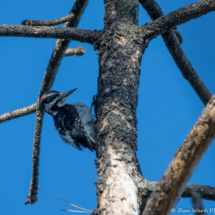 Hairy Woodpecker