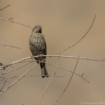 House Finch-Female-01