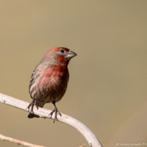 House Finch-Male-02