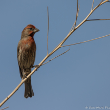 House Finch-Male-05