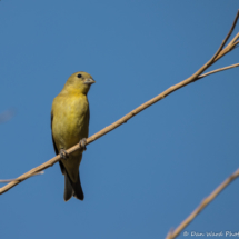 Lesser Goldfinch-Female-01
