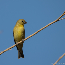 Lesser Goldfinch-Female-02