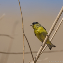 Lesser Goldfinch-Male-01