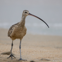 Long-billed Curlew-01