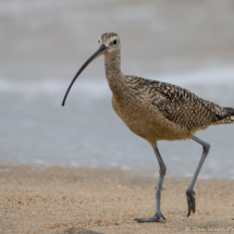 Long-billed Curlew-02