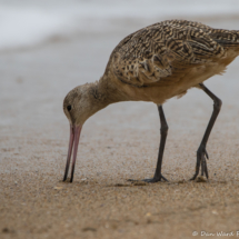 Marbled Godwit-01