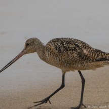 Marbled Godwit-02