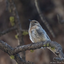 Mountain Bluebird-02