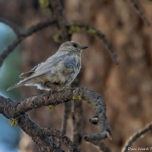 Mountain Bluebird-Immature-01